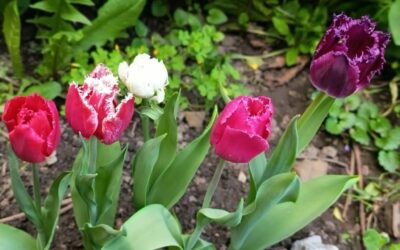 Kerti szerelem/ holland tulipánok